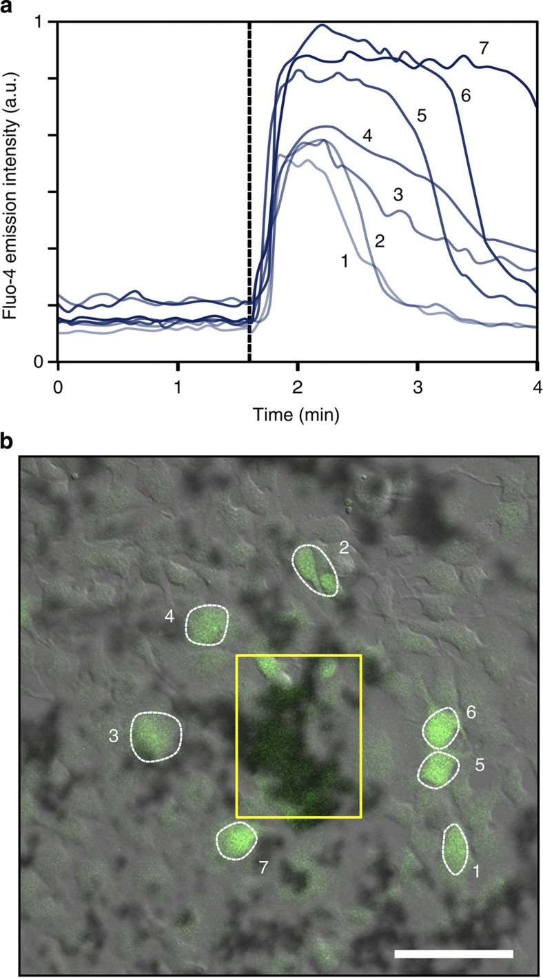 Figure 5