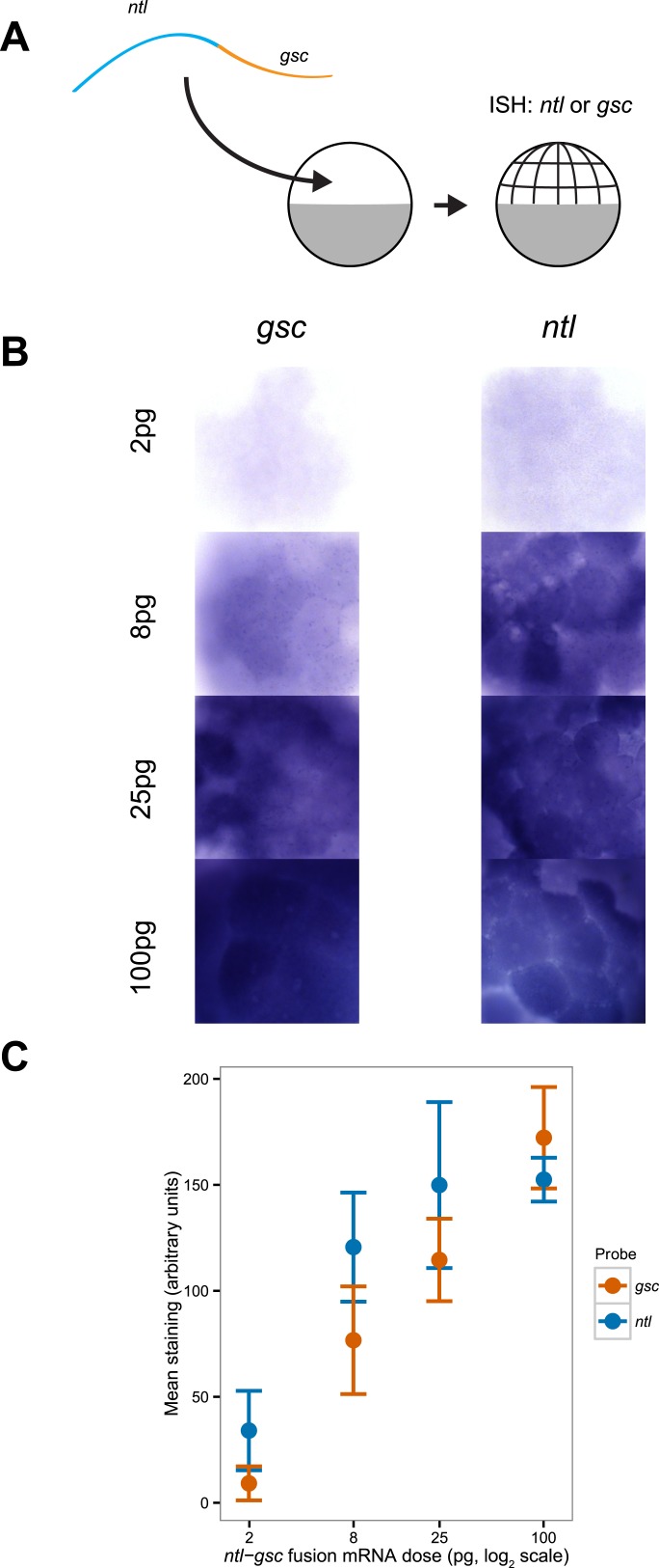 Figure 2—figure supplement 3.