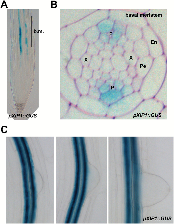 Fig. 7.