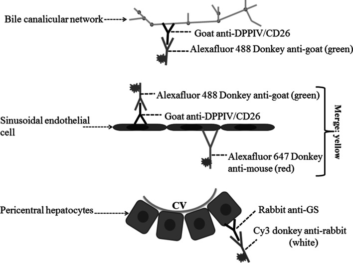 Fig. 7