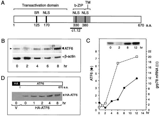 FIG. 1