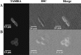 Fig. 3