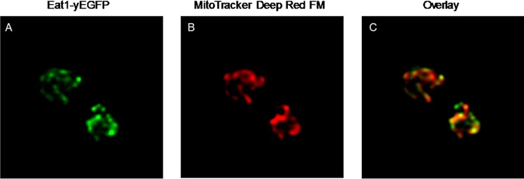 FIG 2