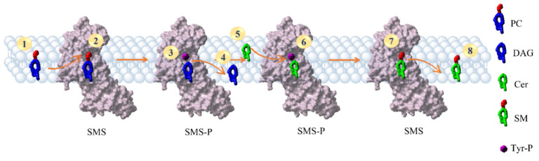 Figure 5