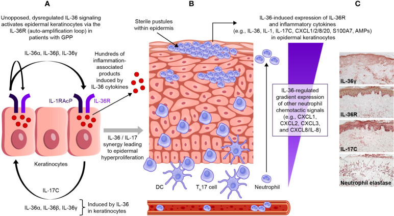 Figure 4