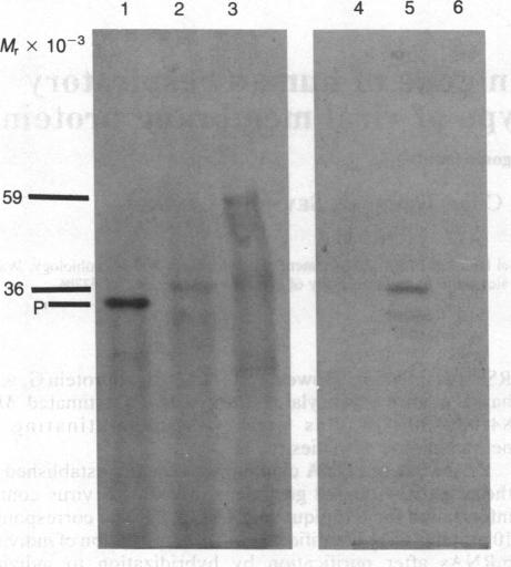 graphic file with name pnas00352-0135-a.jpg