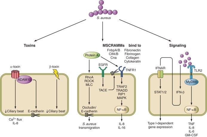 FIGURE 1.