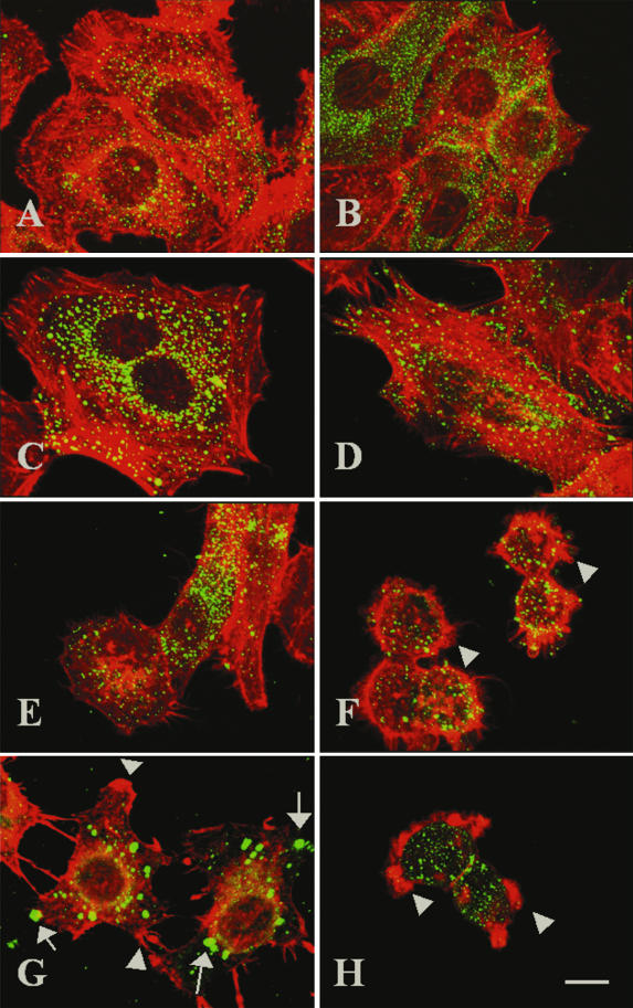 FIG. 7.