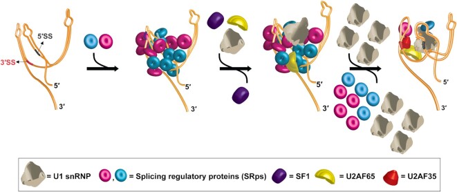 Figure 7.