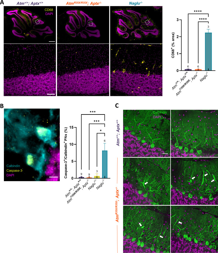 Figure 5—figure supplement 2.