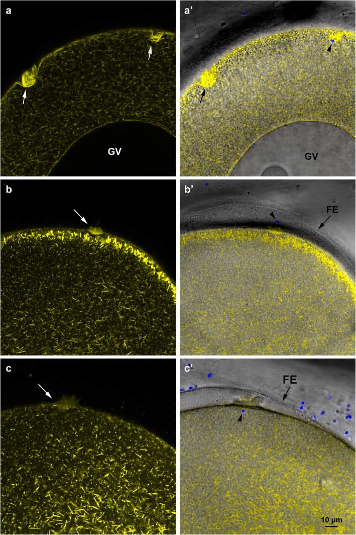 Fig. 6