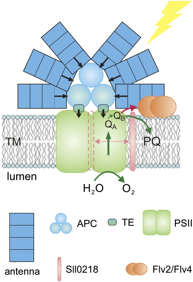 graphic file with name PC_240511_wc_f1.jpg