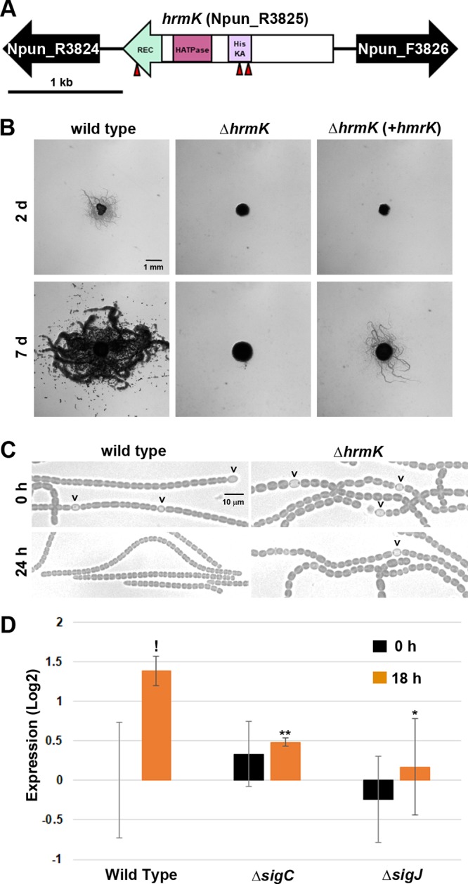 FIG 1