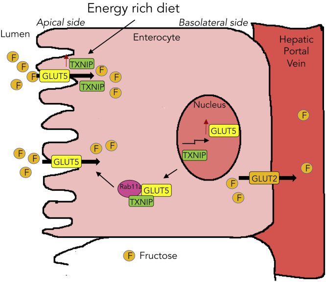 Figure 5