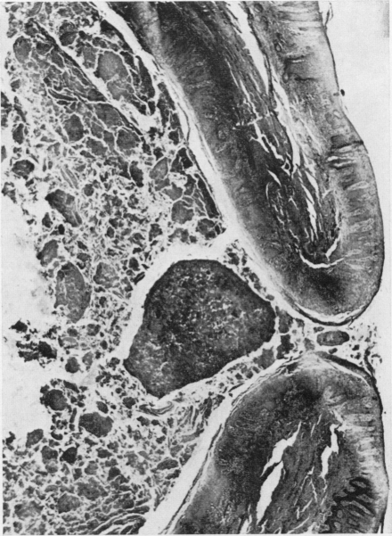 Fig. 32