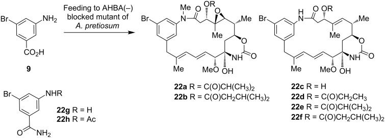 Scheme 5