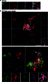 Extended Data Fig. 6