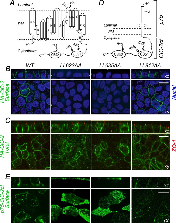 FIGURE 2: