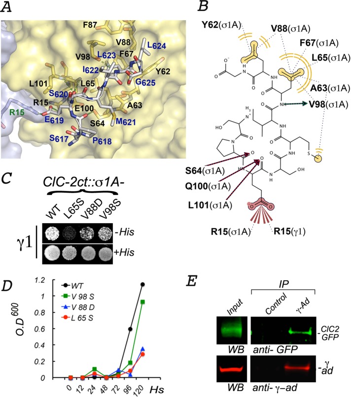 FIGURE 7: