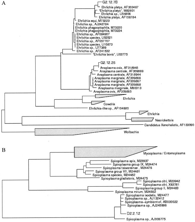 FIG. 1.