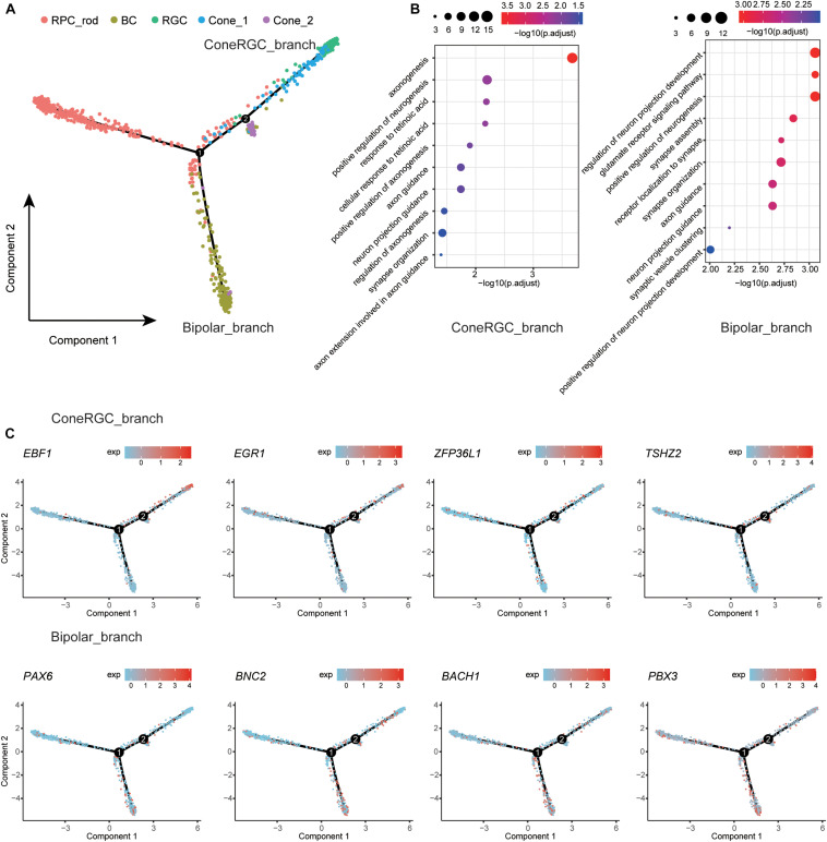 Cell Development Deficiency and Gene Expression Dysregulation of ...