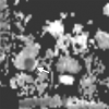 Figure 11c