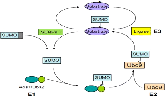 Figure 1