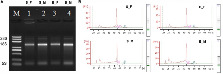 FIGURE 1