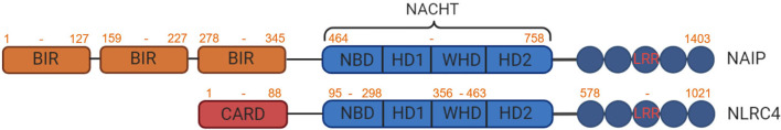 Figure 1