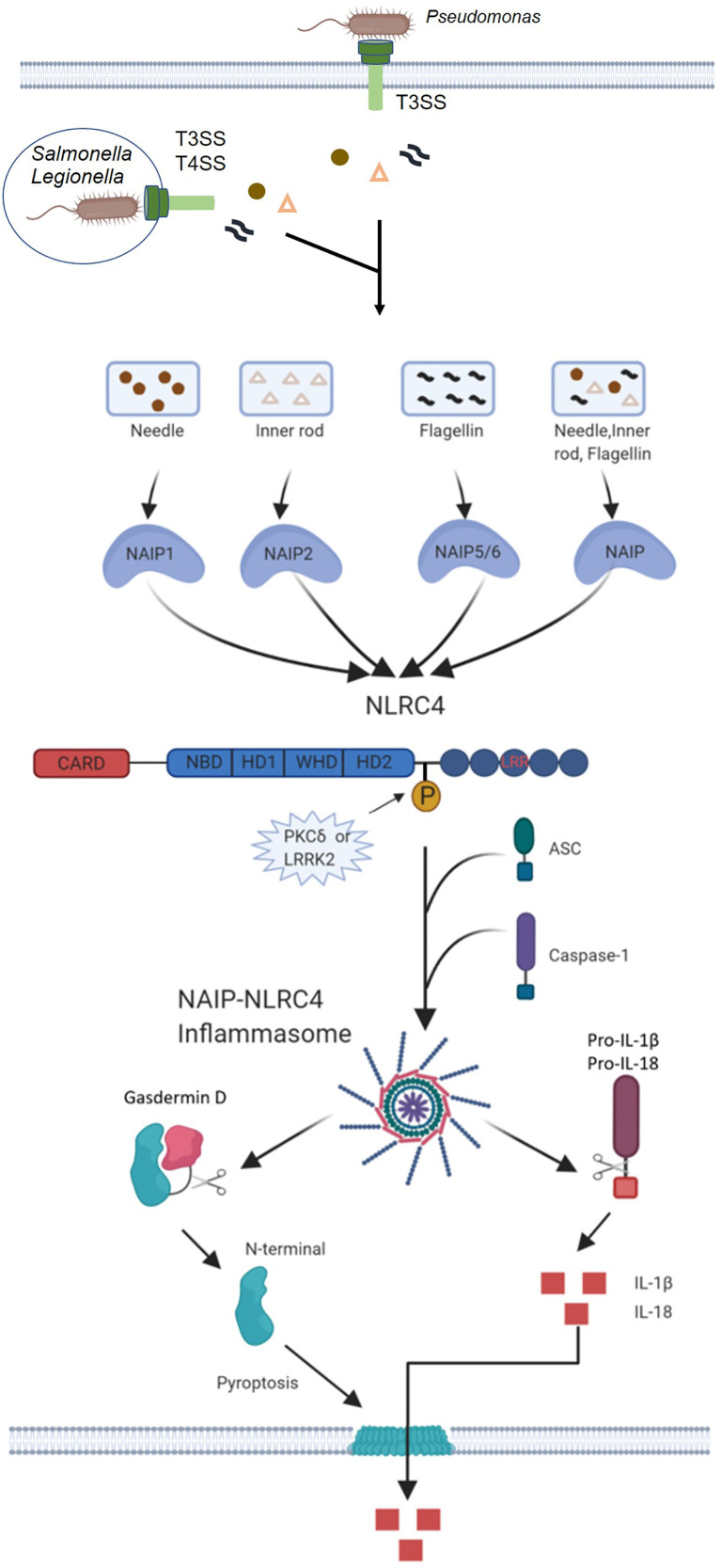 Figure 2
