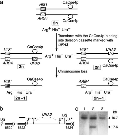 Fig. 5.