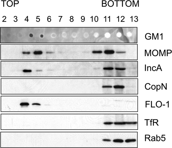 Fig 6