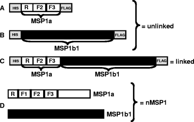 FIG. 1.