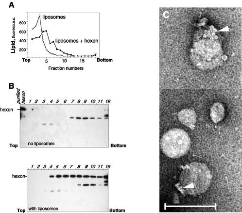 FIG. 8.