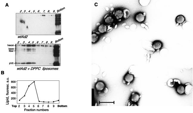 FIG. 6.