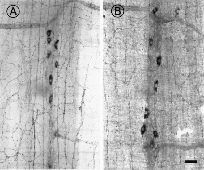 Figure 4  