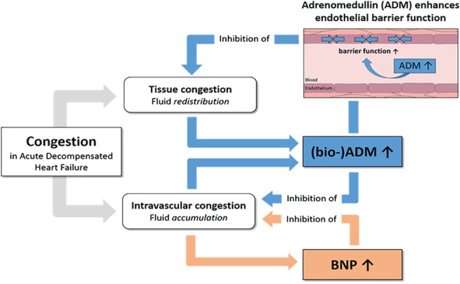 EJHF-1366-FIG-0002-c