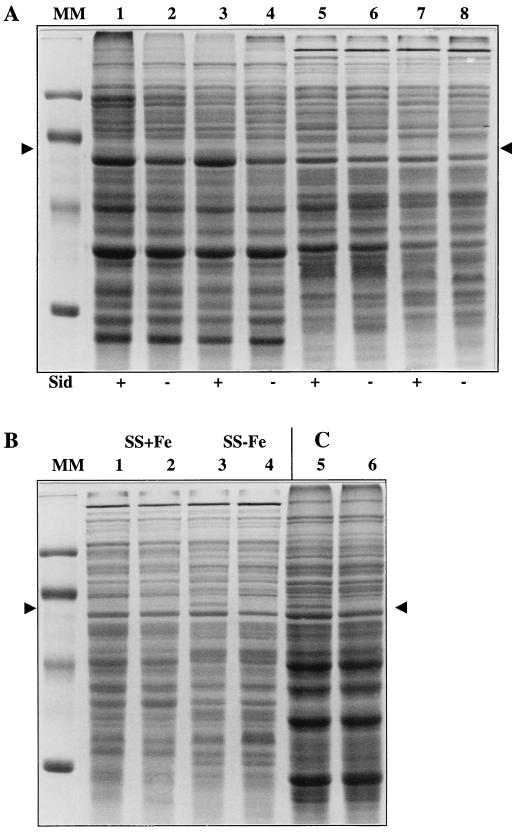 FIG. 4