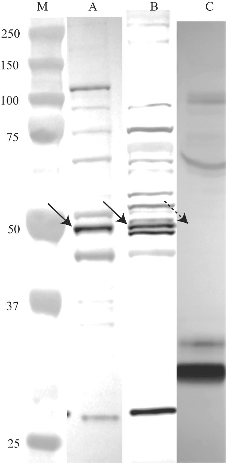 FIG. 2.