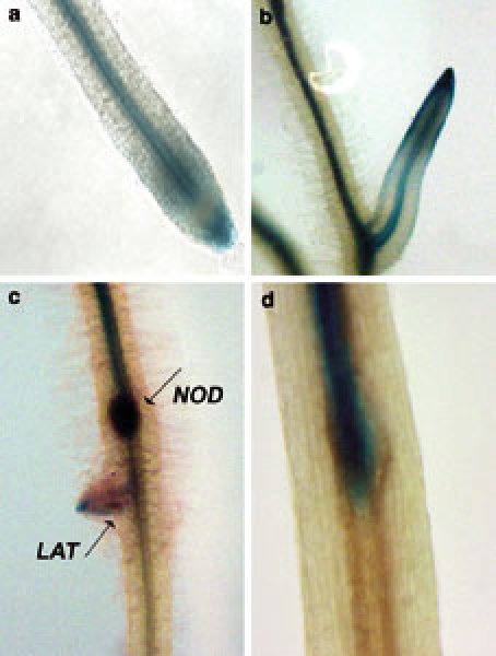 Figure 1