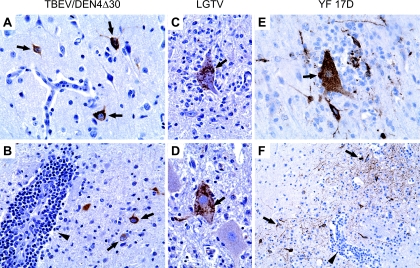 FIG. 6.