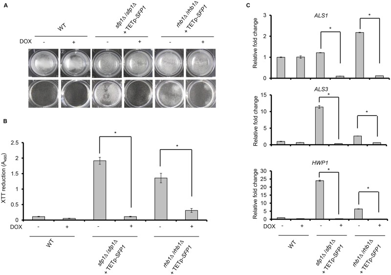 Fig 6