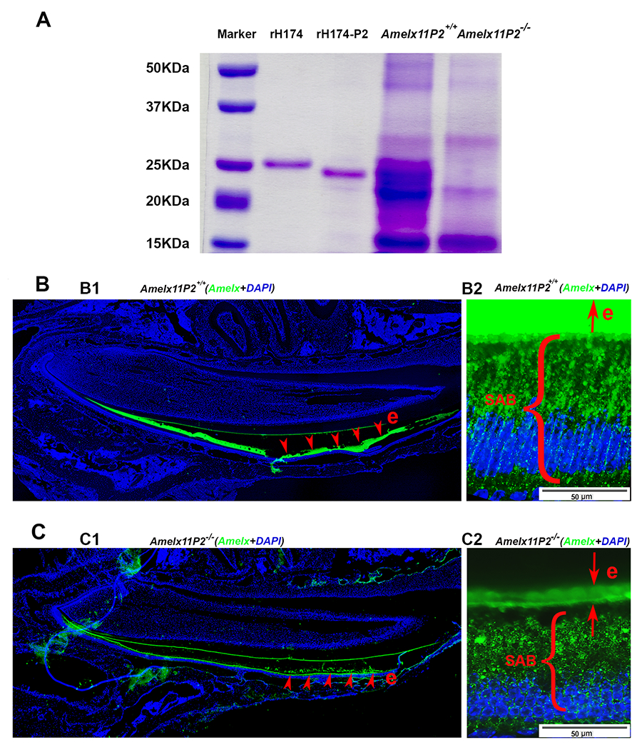 Fig.6.