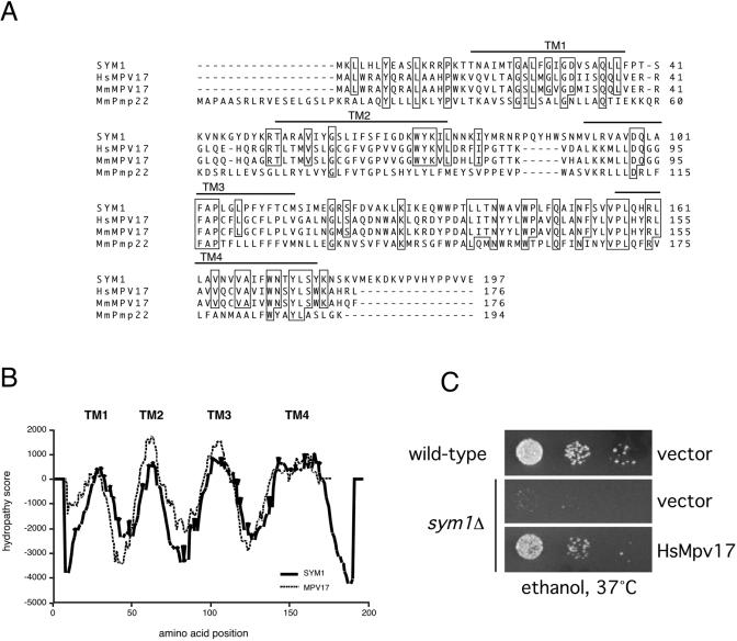 FIG. 4.