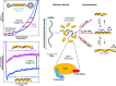 Graphical Abstract