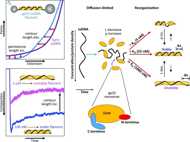 Graphical Abstract