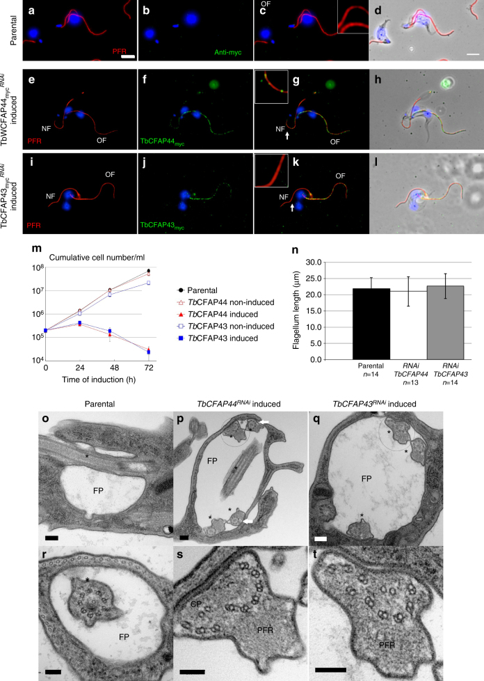 Fig. 8