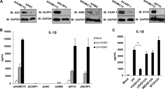 FIG 2