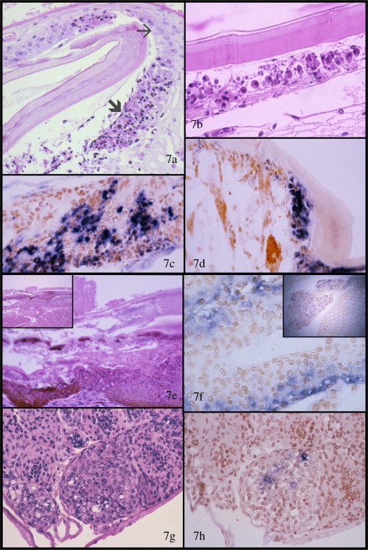 Fig. 7