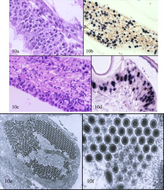 Fig. 10